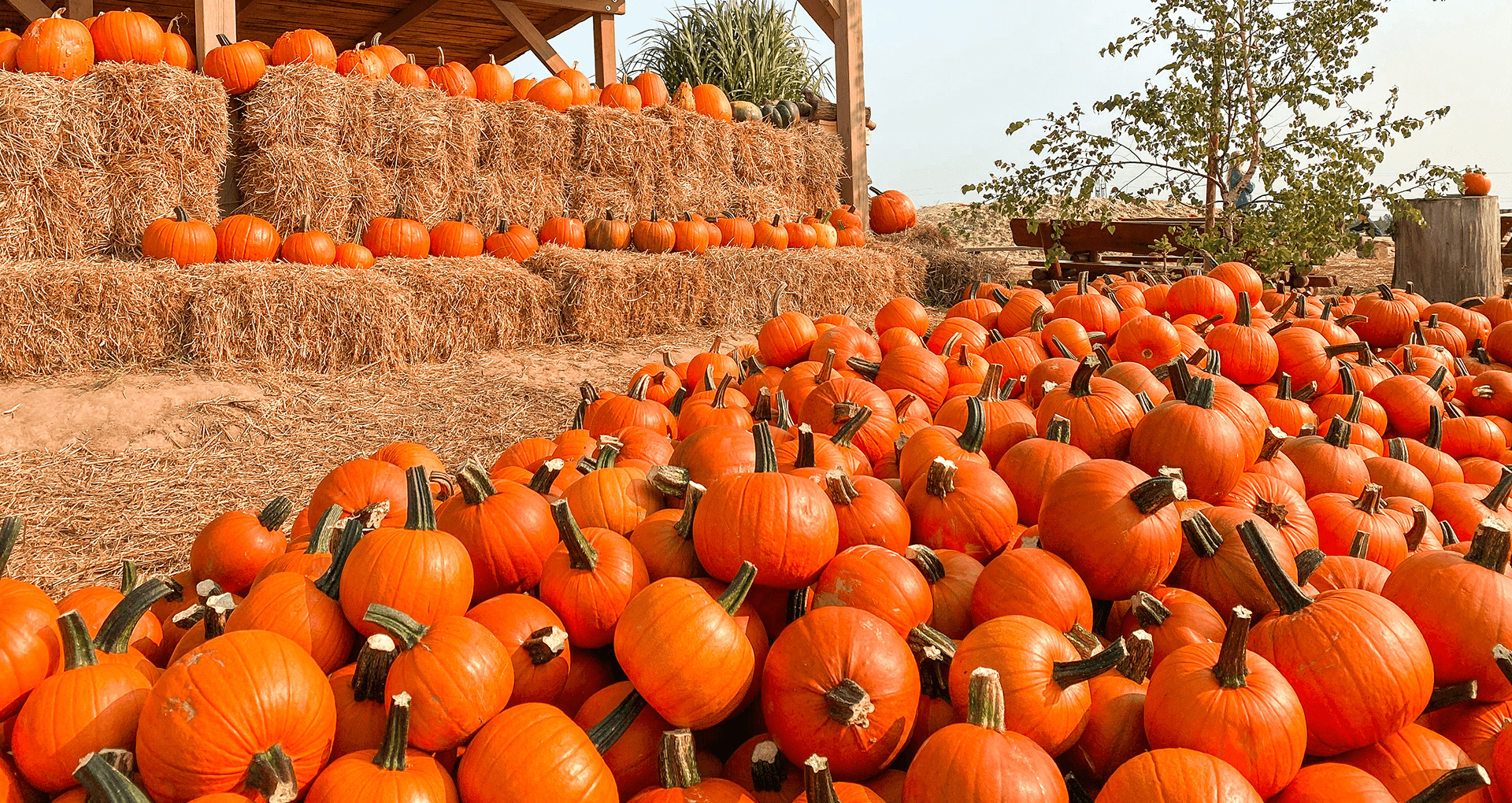 Cultural Significance And Culinary Uses Of Pumpkins