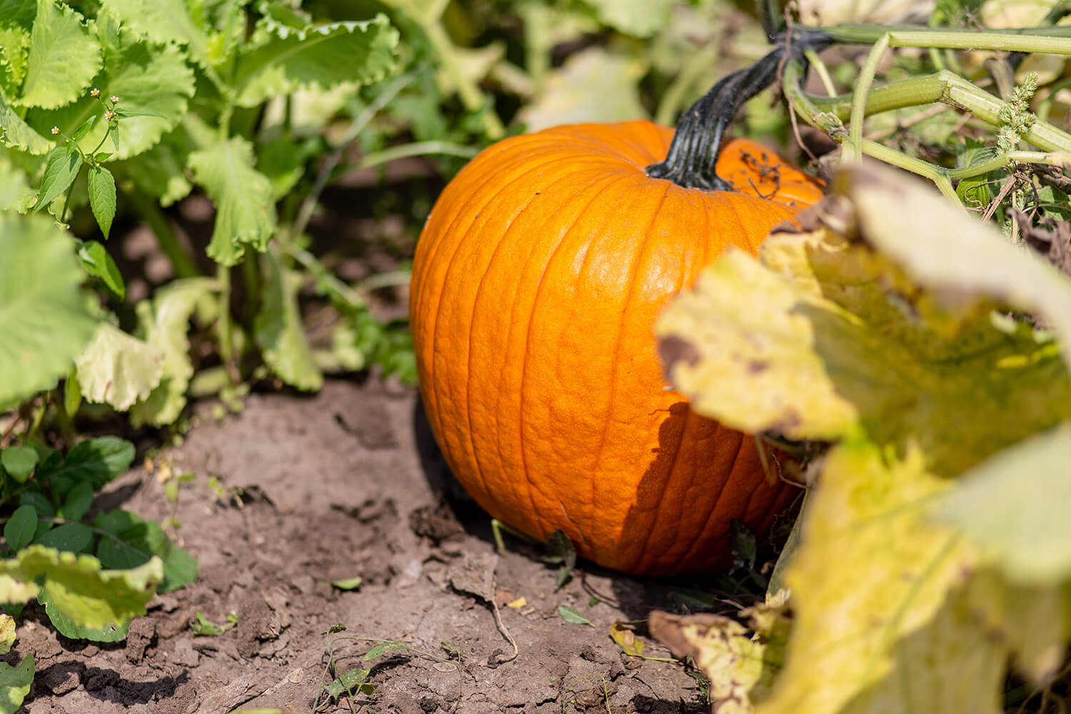 How to Grow the Perfect Pumpkin in Your Garden