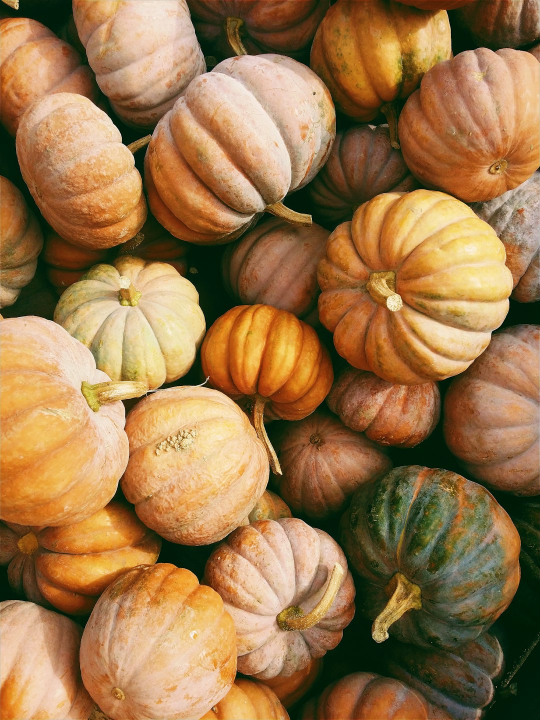 Pumpkin Power: Unveiling the Nutritional Secrets and Historical Uses of This Versatile Fruit