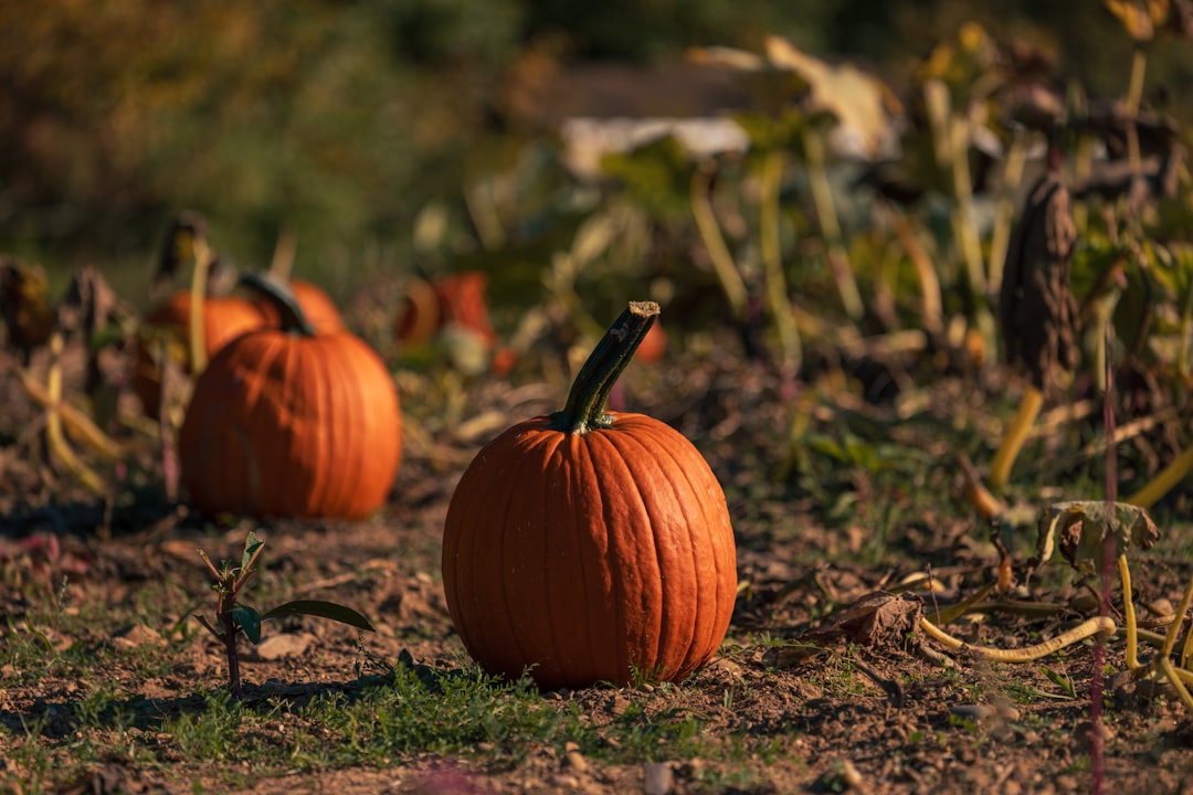 Discover the World of Pumpkins: Varieties, Cultural Significance, and Fun Facts You Didn’t Know