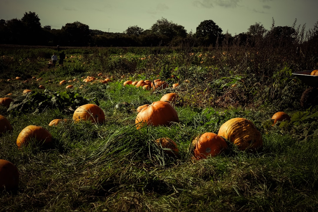 Sustainable Pumpkin Practices: How to Enjoy and Preserve Pumpkins Beyond Halloween and Thanksgiving