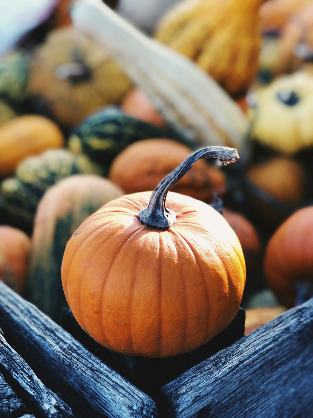 Crafting with Pumpkins: Inspiring Projects for a Greener Home